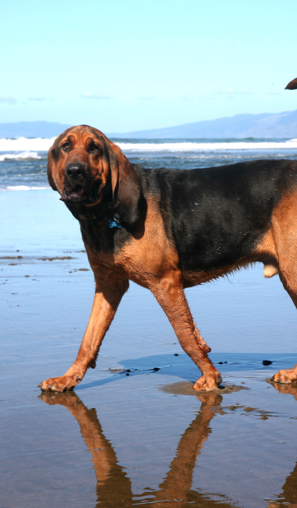 Bloodhound is walking on water