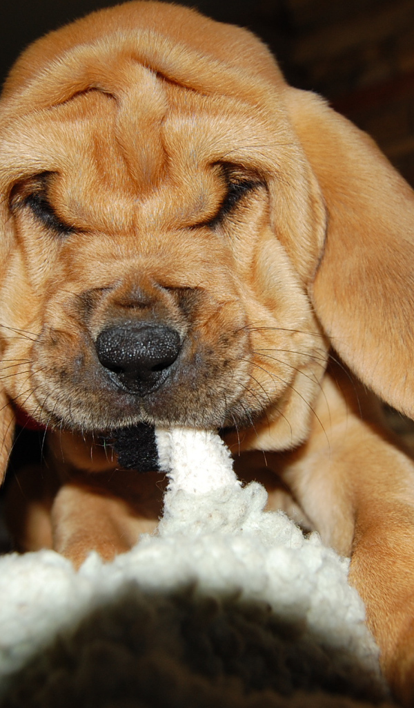 Щенок бладхаунда что-то грызёт