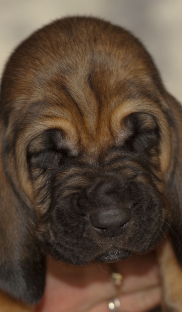 Щенок бладхаунда сладко уснул