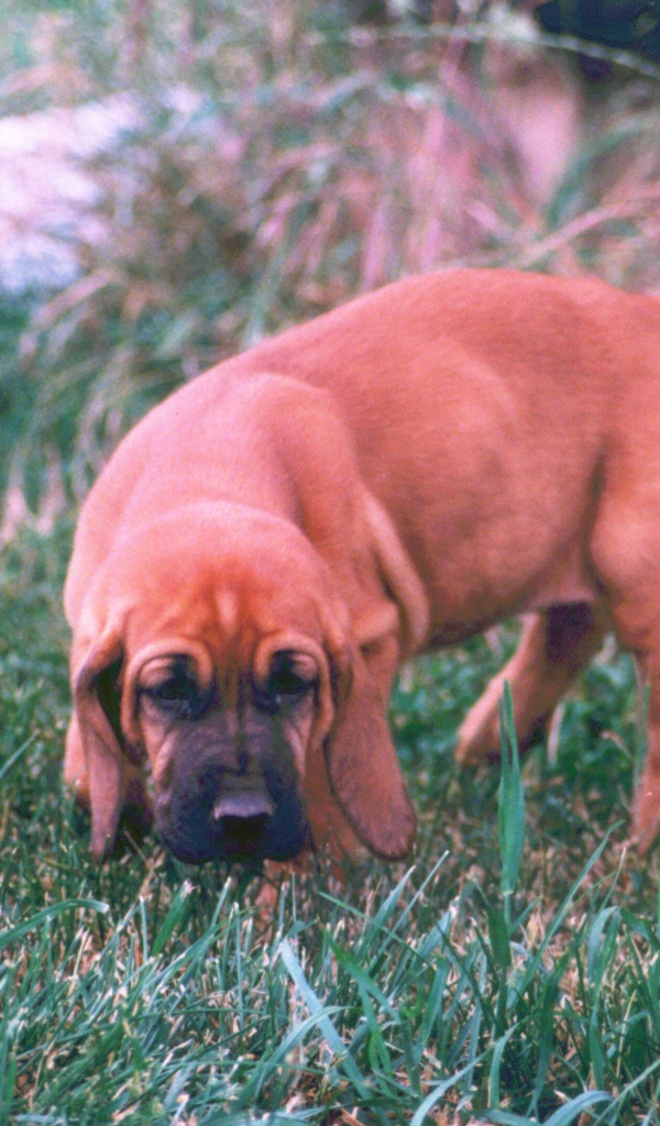 Щенок бладхаунда взял след