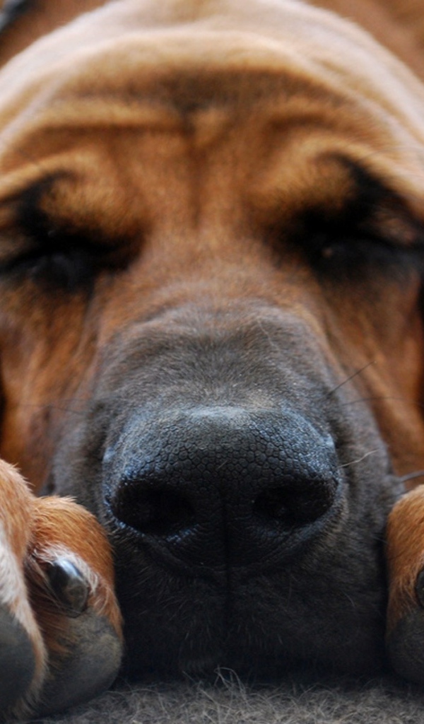 Бладхаунд смотрит десятый сон