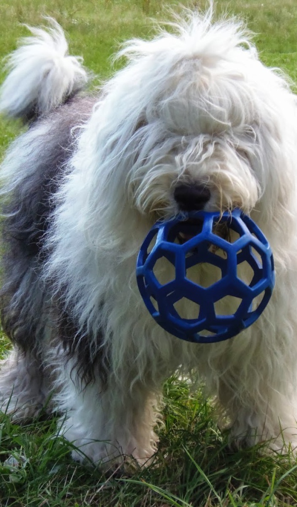 Собака породы бобтейл с игрушкой