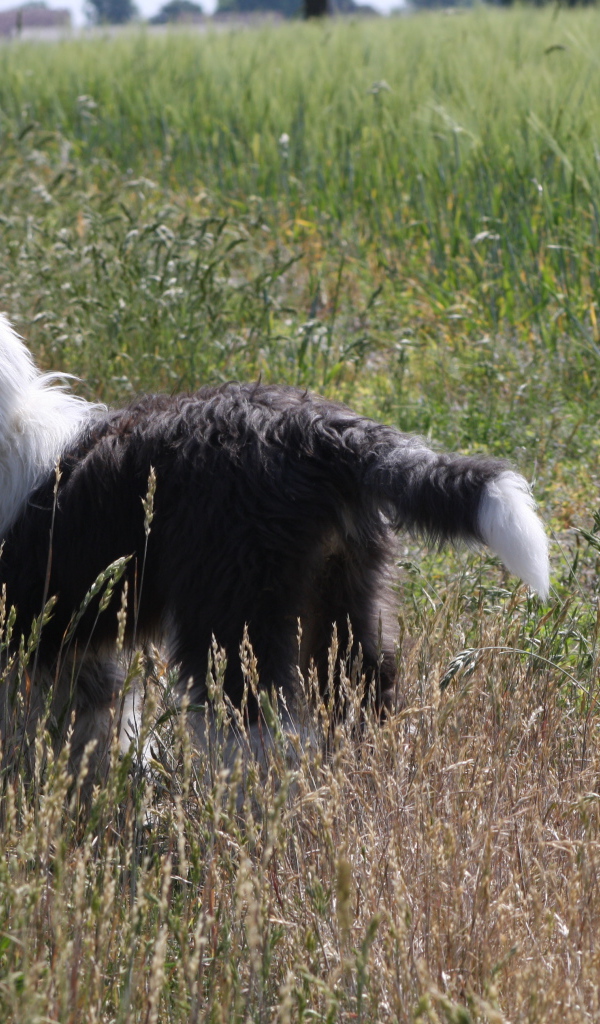 Собака породы бобтейл стоит в поле