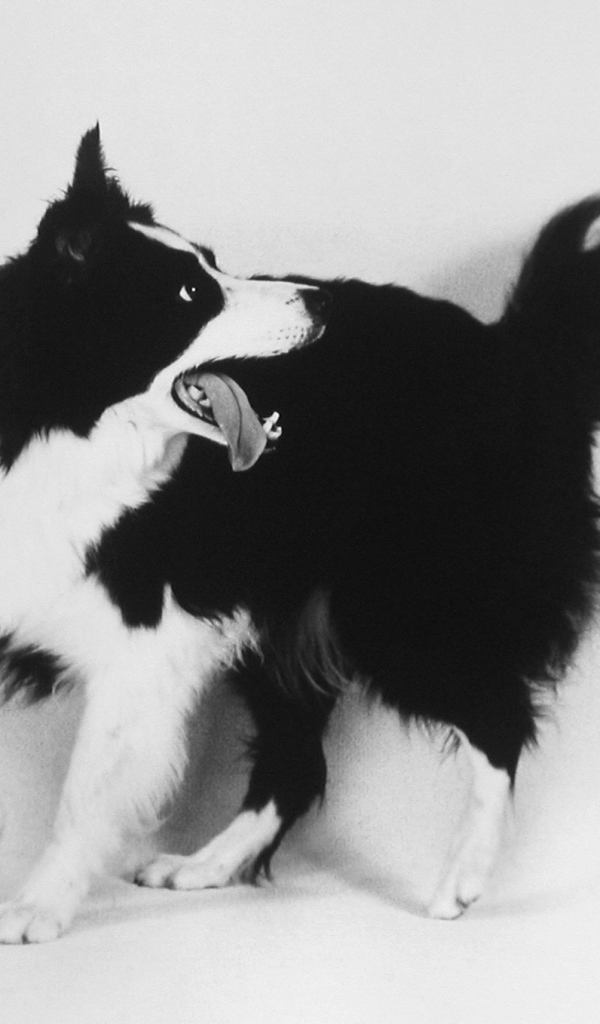 Бордер-колли, чёрно-белое фото