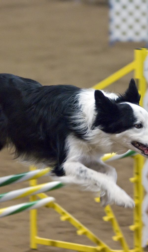 Бордер-колли выполняет команду барьер