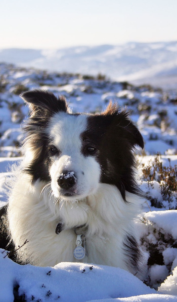 Бордер-колли замёрзла