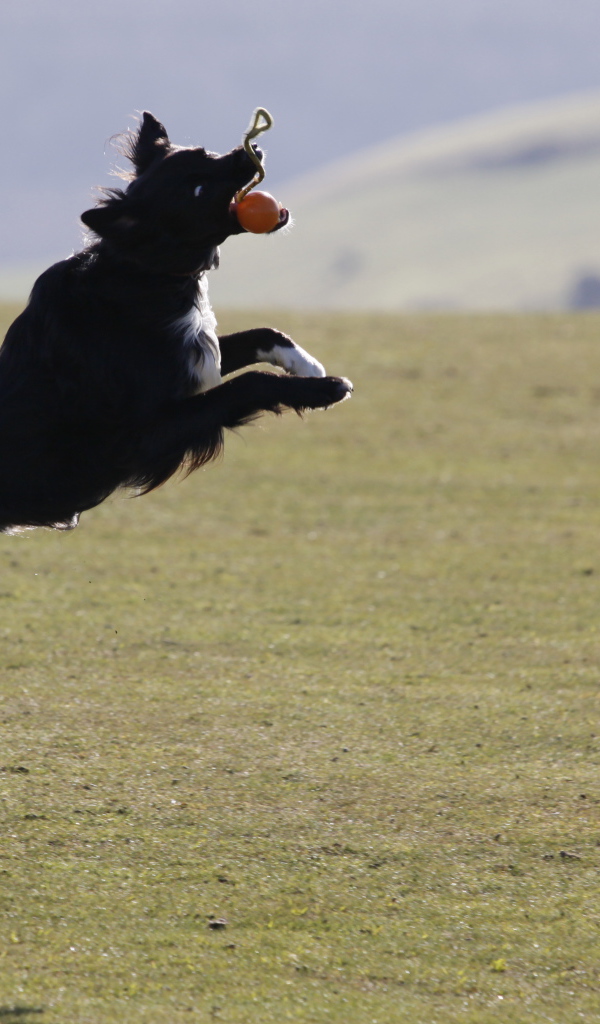 Бордер-колли в прыжке