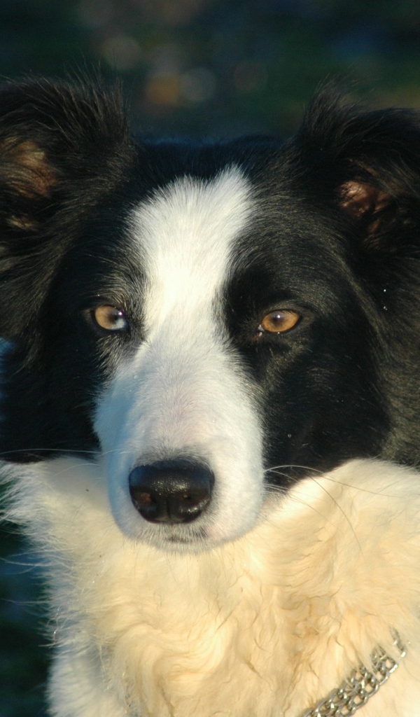 Бордер-колли на тёмном фоне