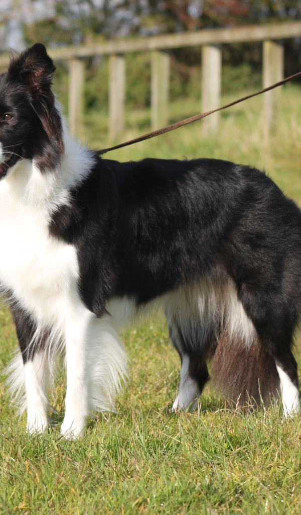 Бордер-колли на поводке