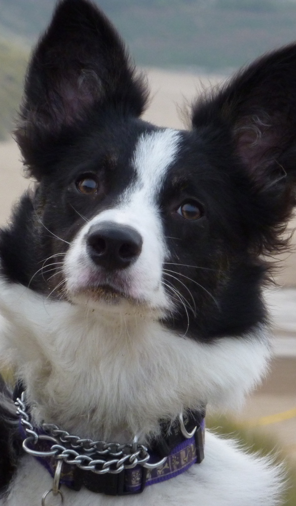 Бордер-колли на фоне пляжа