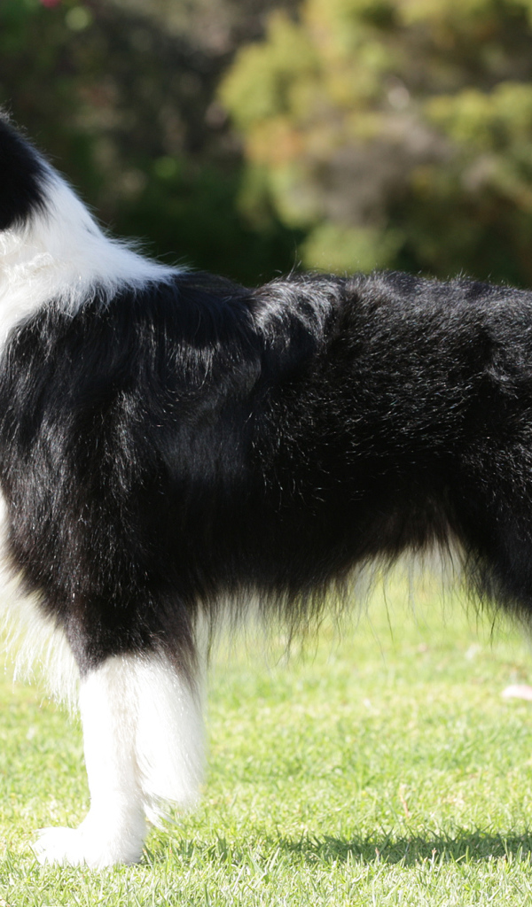 Бордер-колли на лужайке