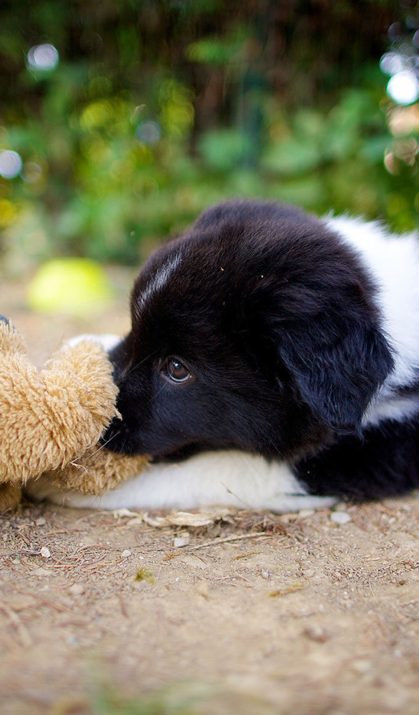 Щенок бордер-колли лежит с игрушкой