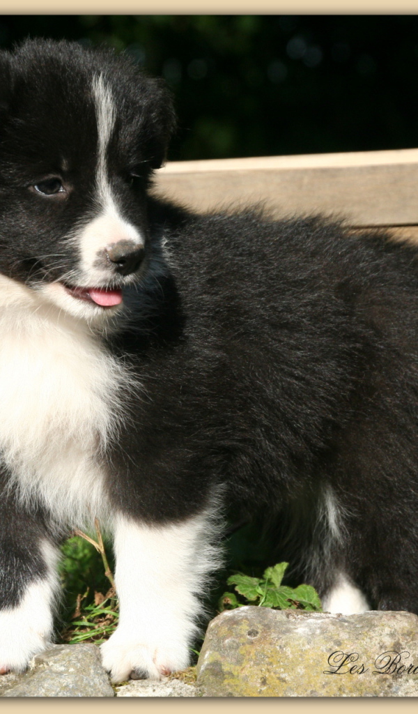 Щенок бордер-колли позирует