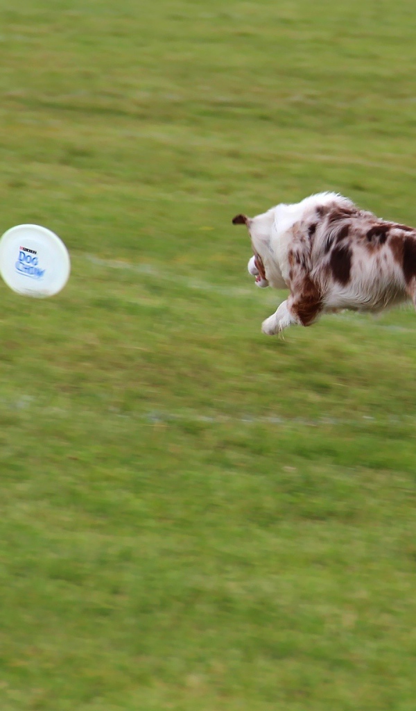 Бордер-колли бежит за фрисби