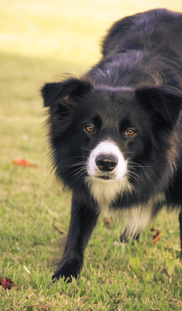 Бордер-колли что-то увидела