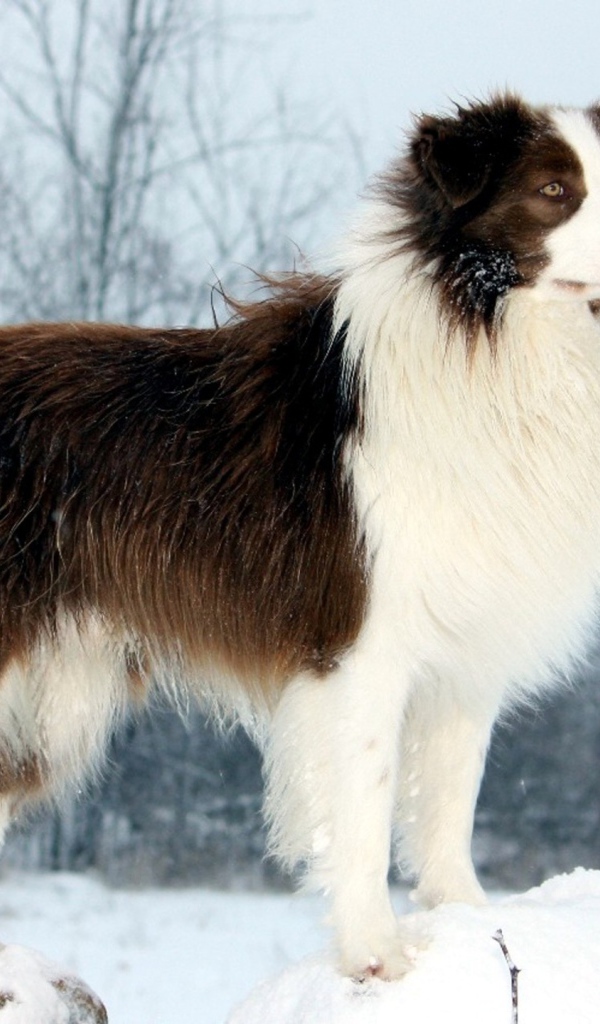 Бордер-колли стоит на сугробе