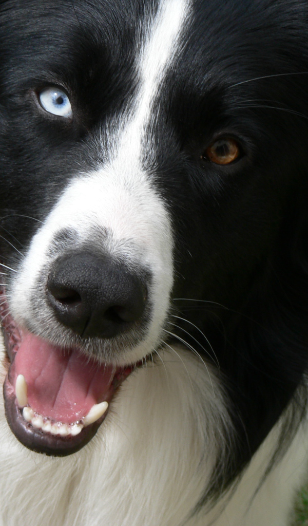 Бордер-колли с разными глазами