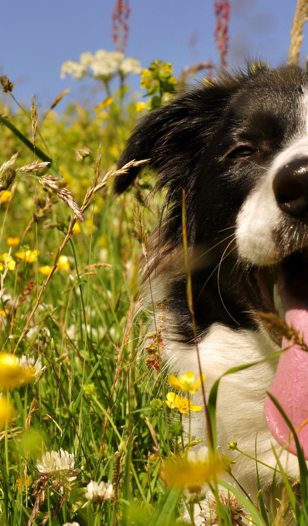 Бордер-колли с длинным языком сидит в цветах