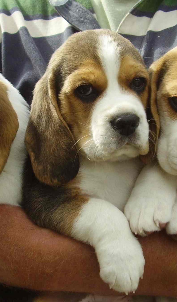 Букет из собак породы бигль