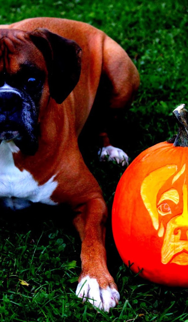 Боксёр и тыква