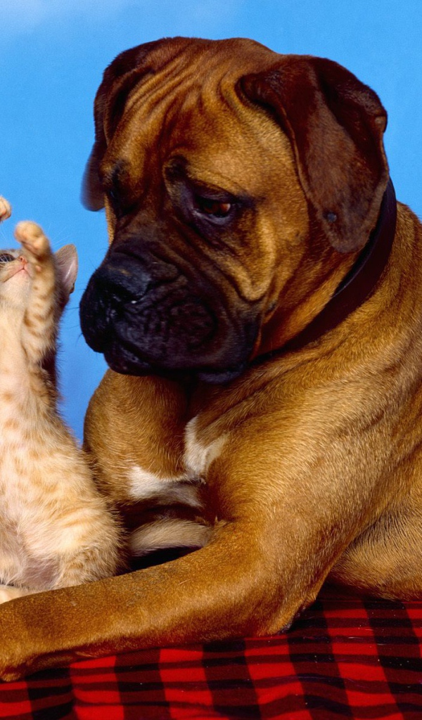 Боксёр и рыжий котёнок