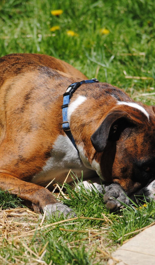 Боксёр в печали