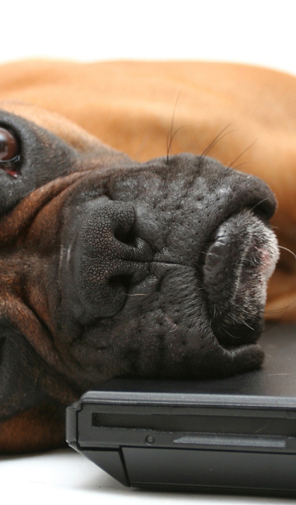 Боксёр положил голову на компьютер