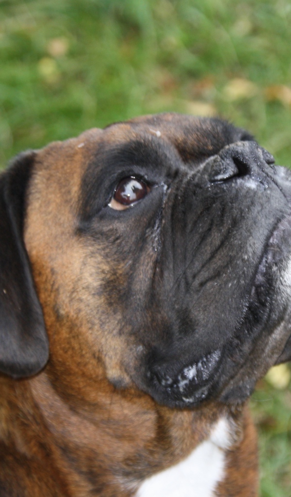 Боксёр смотрит вверх