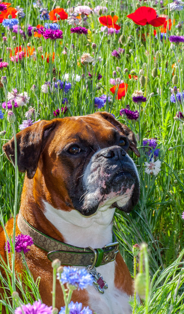 Боксёр на цветочном поле