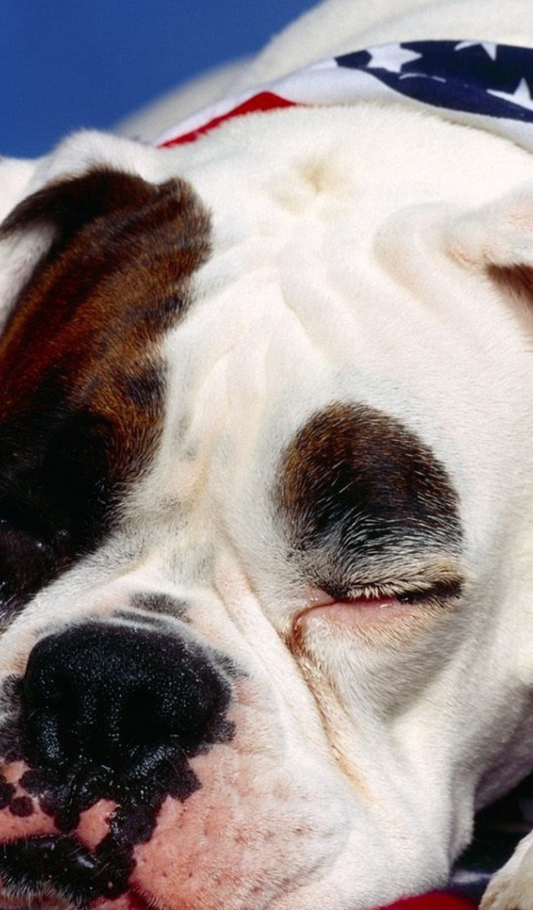 Боксёр патриот