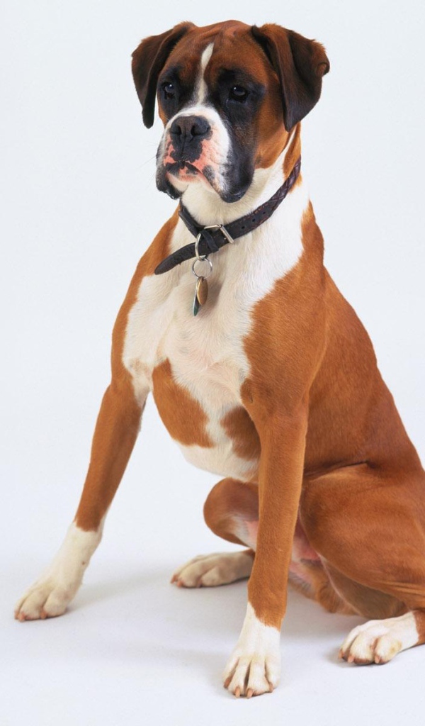 Боксёр позирует на белом фоне