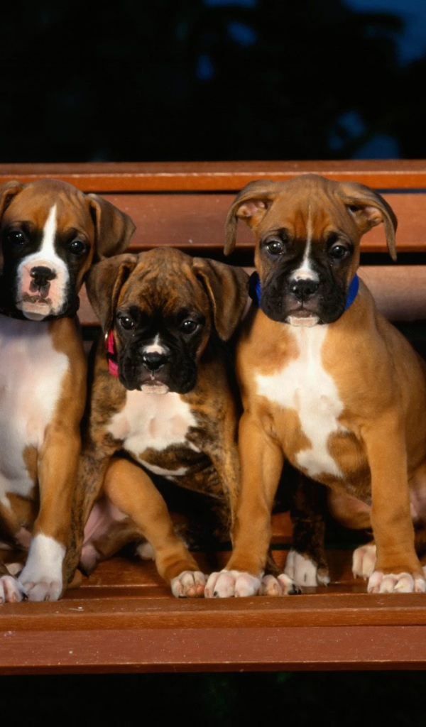 Щенки боксёра на скамейке