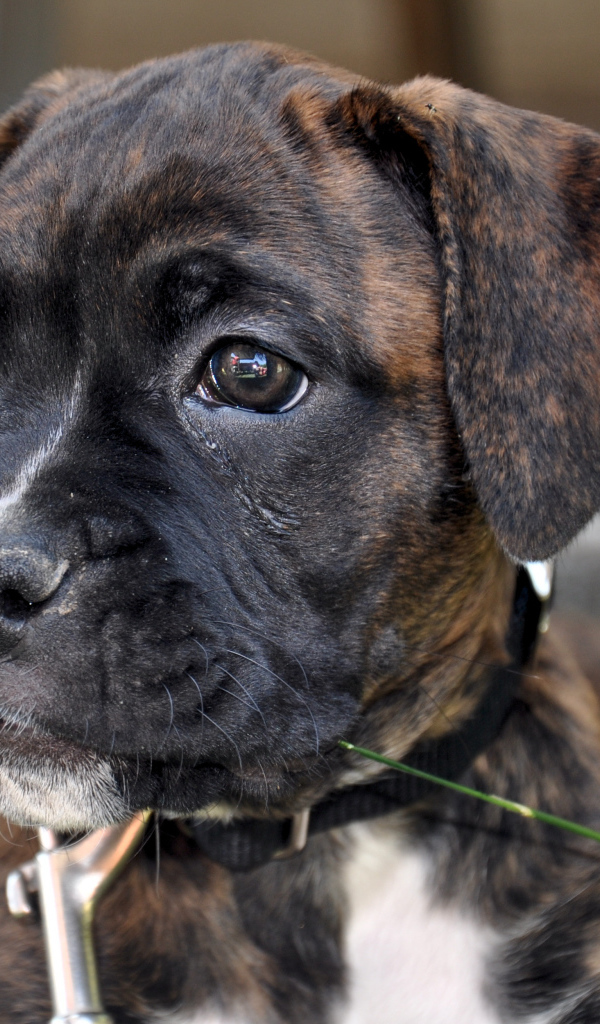 Щенок боксёра смотрит вдаль