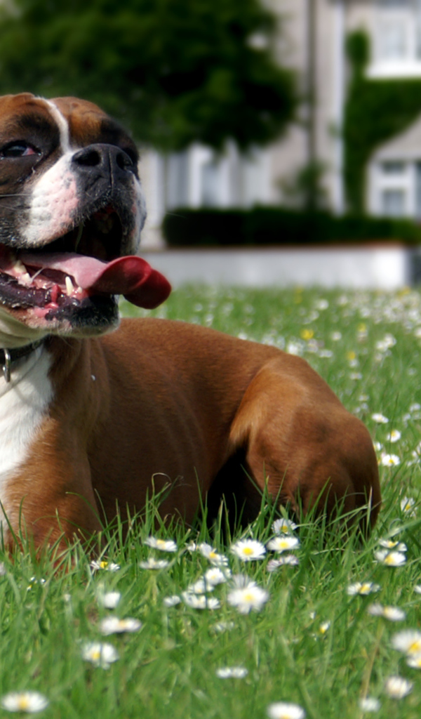 Боксёр отдыхает на траве