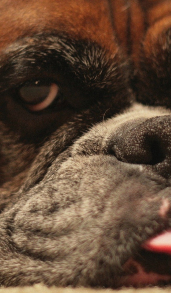 Боксёр показывает язык