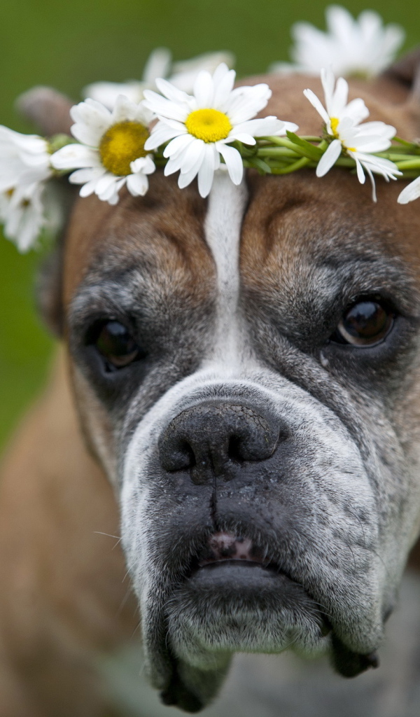 Боксёр с венком на голове