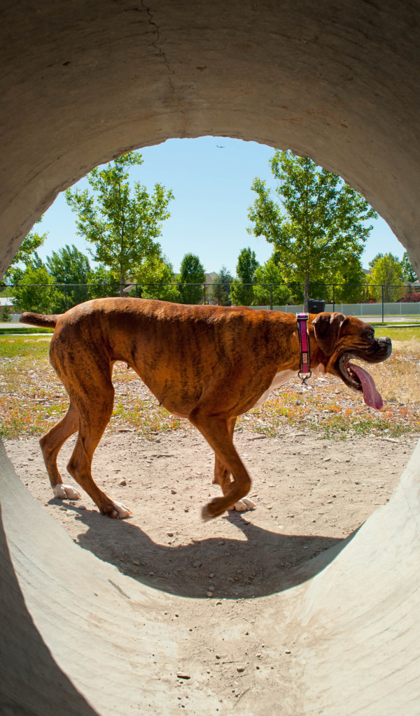 Боксер с длинным языком