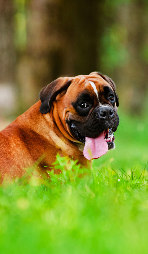 Boxer with a long tongue lying on the grass