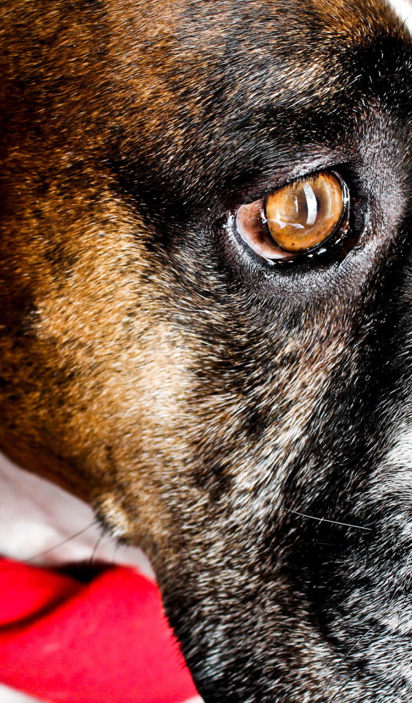 Боксёр с платком на шее