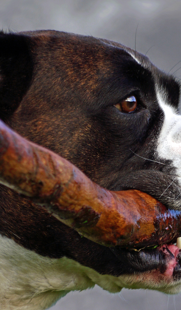 Боксёр с палкой в зубах