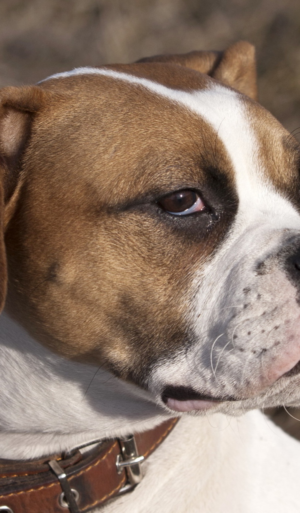 Боксёр с безразличным взглядом