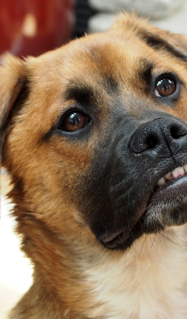 Боксёр с смешной мордой