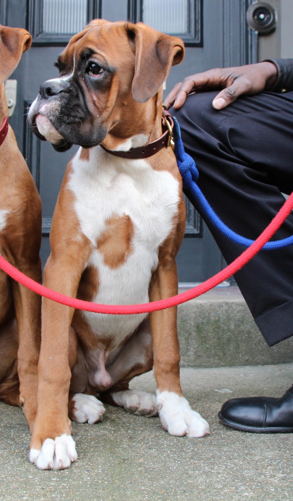 Братья боксёры и их хозяин