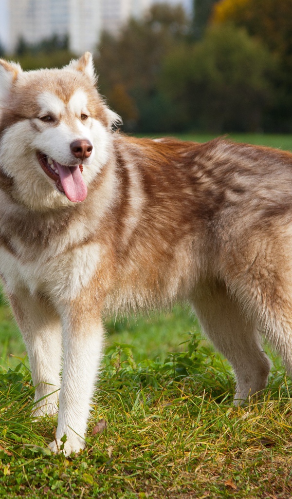 Коричневый аляскинский маламут на траве