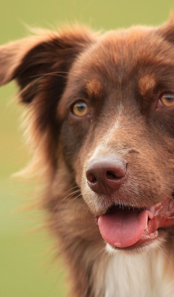 Коричневая австралийская овчарка засмотрелась