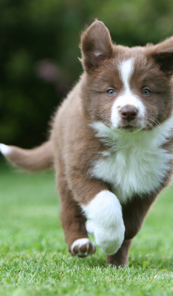 Коричневый щенок бордер-колли бежит