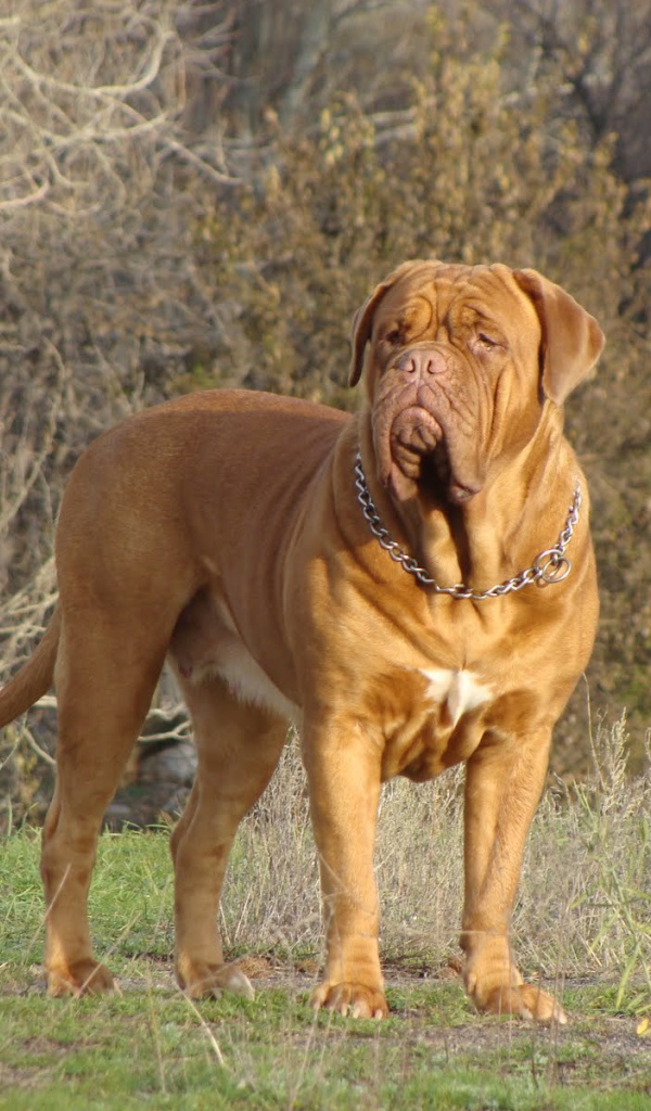 Коричневый Бордоский дог в лесу