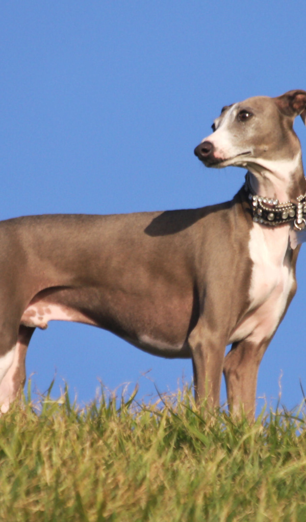 Коричневый Грейхаунд на горе