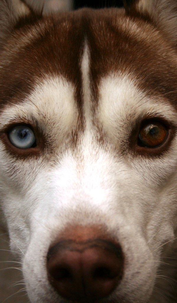 Коричневый Сибирский хаски крупным планом