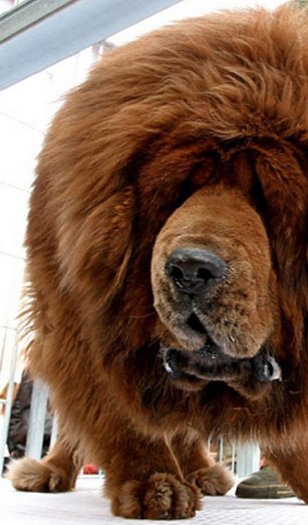 Коричневый Тибетский мастиф